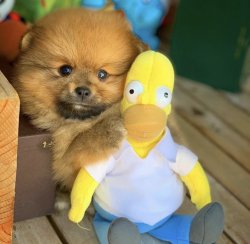 Sıfır Numara PomeranianBoo Yavrularımızdan 1