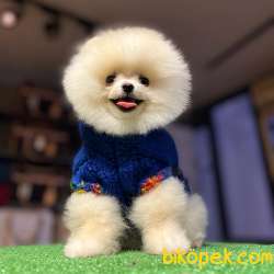 A Class, 0 Numara, Irk Garantili Pomeranian BOO 3