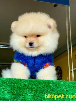 A Class, 0 Numara, Irk Garantili Pomeranian BOO 4