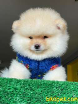 A Class, 0 Numara, Irk Garantili Pomeranian BOO 5