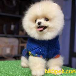 A Class, 0 Numara, Irk Garantili Pomeranian BOO 1