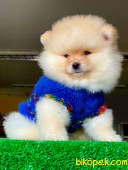 A Class, 0 Numara, Irk Garantili Pomeranian BOO 2
