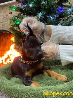 A Class Doberman King Yavrular 3