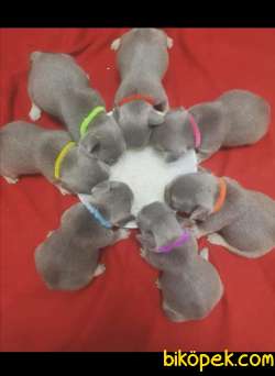 A CLASS EXOTİC FRENCH BULLDOG 1