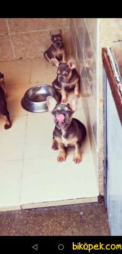 A CLASS EXOTİC FRENCH BULLDOG 4