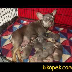 A CLASS EXOTİC FRENCH BULLDOG 2
