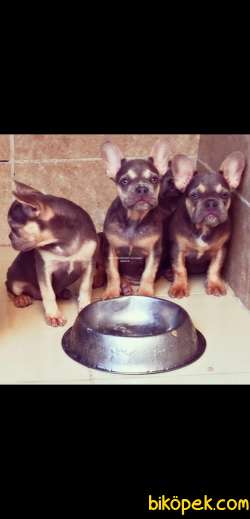 A CLASS EXOTİC FRENCH BULLDOG 3
