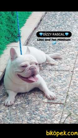 A CLASS EXOTİC FRENCH BULLDOG 5