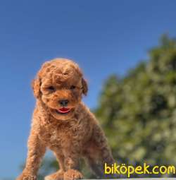 A Class Red ToyPoodle Yavrularım 4