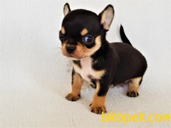 A Class Şecereli Erkek Chihuahua Yavrusu 5
