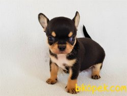 A Class Şecereli Erkek Chihuahua Yavrusu 2