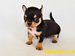 A Class Şecereli Erkek Chihuahua Yavrusu 1