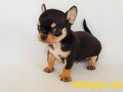A Class Şecereli Erkek Chihuahua Yavrusu 3
