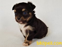 A Class Şecereli (soy Kütük Belgeli) Erkek Chihuahua Yavrusu 3