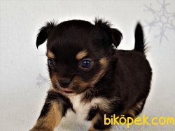 A Class Şecereli (soy Kütük Belgeli) Erkek Chihuahua Yavrusu 2
