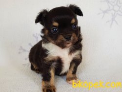 A Class Şecereli (soy Kütük Belgeli) Erkek Chihuahua Yavrusu 5