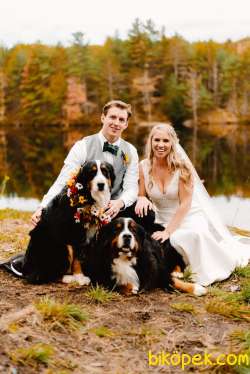 A Kaite Bernese Moıntaın Dog Yavruları 3