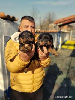 A Kali̇te Rottwei̇ler Yavruları 2