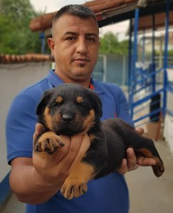 A Kali̇te Rottwei̇ler Yavruları 3