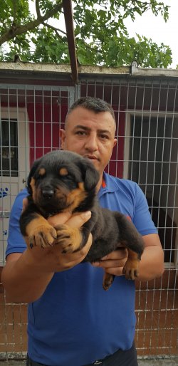 A Kali̇te Rottweiller  Yavruları 3