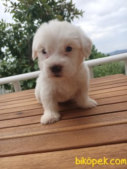 A KALİTE 0 NUMARA MALTESE TERRİERLER 2