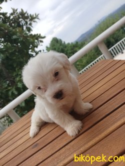 A KALİTE 0 NUMARA MALTESE TERRİERLER 4