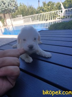A KALİTE 0 NUMARA MALTESE TERRİERLER 3