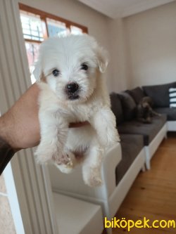 A KALİTE 0 NUMARA MALTESE TERRİERLER 5