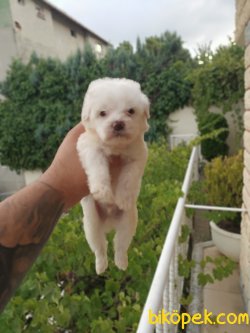 A KALİTE 0 NUMARA MALTESE TERRİERLER 1
