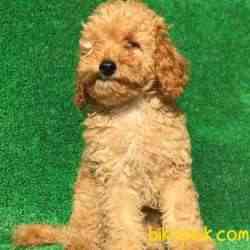 A Kalite 4 Aylık Dişi Red ToyPoodle Yavrum 1