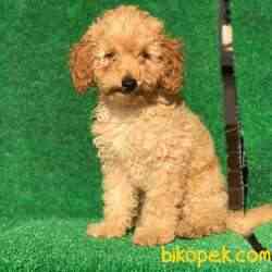 A Kalite 4 Aylık Dişi Red ToyPoodle Yavrum 2