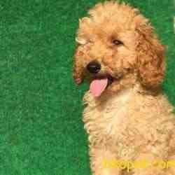 A Kalite 4 Aylık Dişi Red ToyPoodle Yavrum 3