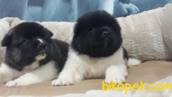 A Kalıte AKİTA INU YAVRULARI 1