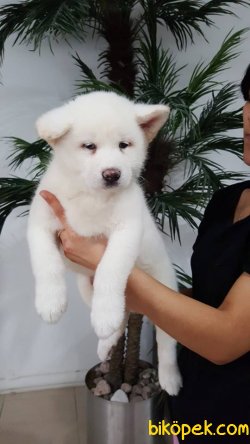 A KALITE AKİTA INU YAVRULARIMIZ 1