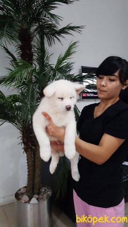 A KALITE AKİTA INU YAVRULARIMIZ 4