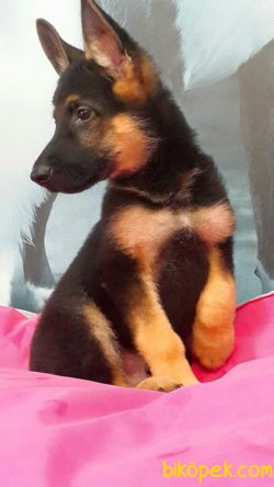 A KALITE ALMAN ÇOBAN YAVRULARI 5