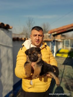 A KALİTE ALMAN KURDU YAVRULARI
