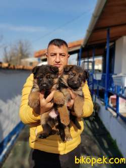 A KALİTE ALMAN KURDU YAVRULARI 2
