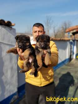 A KALİTE ALMAN KURDU YAVRULARI 3