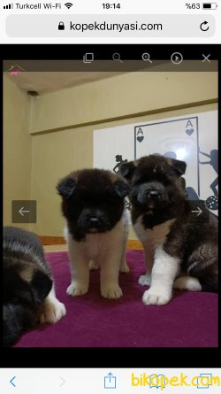 A KALİTE AMERİCAN AKİTA YAVRULAR 1