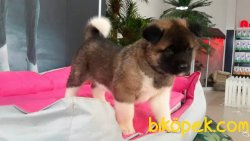 A KALITE AMERİCAN AKITA YAVRULARI 2