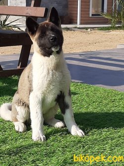 A KALITE AMERİCAN AKITA YAVRULARI 3