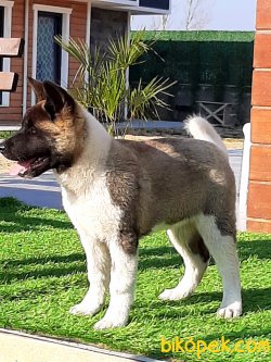A KALITE AMERİCAN AKITA YAVRULARI 4