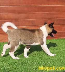 A KALITE AMERİCAN AKITA YAVRULARI 5