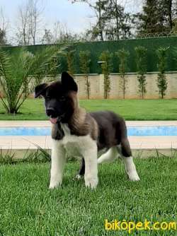 A KALİTE AMERİCAN AKITA YAVRULARI 5