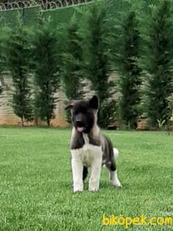 A KALİTE AMERİCAN AKITA YAVRULARI 1