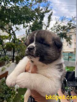 A Kalite Amerikan Akita Yavruları 1