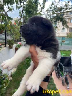 A Kalite Amerikan Akita Yavruları 2