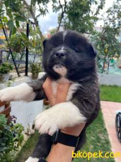 A Kalite Amerikan Akita Yavruları 3