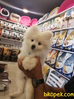 A++ Kalite Ayı Surat Pomeranian Karbeyaz 1